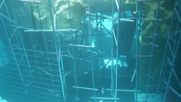 The Dive